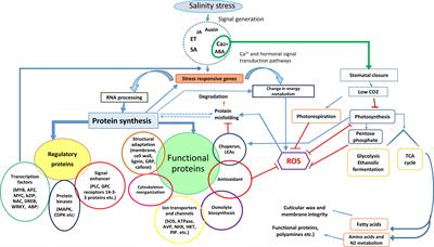 Salt stress proteins in plants: An overview